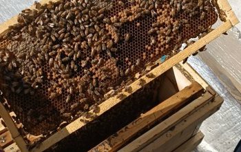 پخش عمده کلی و جزئی عسل کاملا طبیعی اصلی