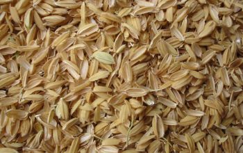 تامین کننده سبوس برنج husk rice
